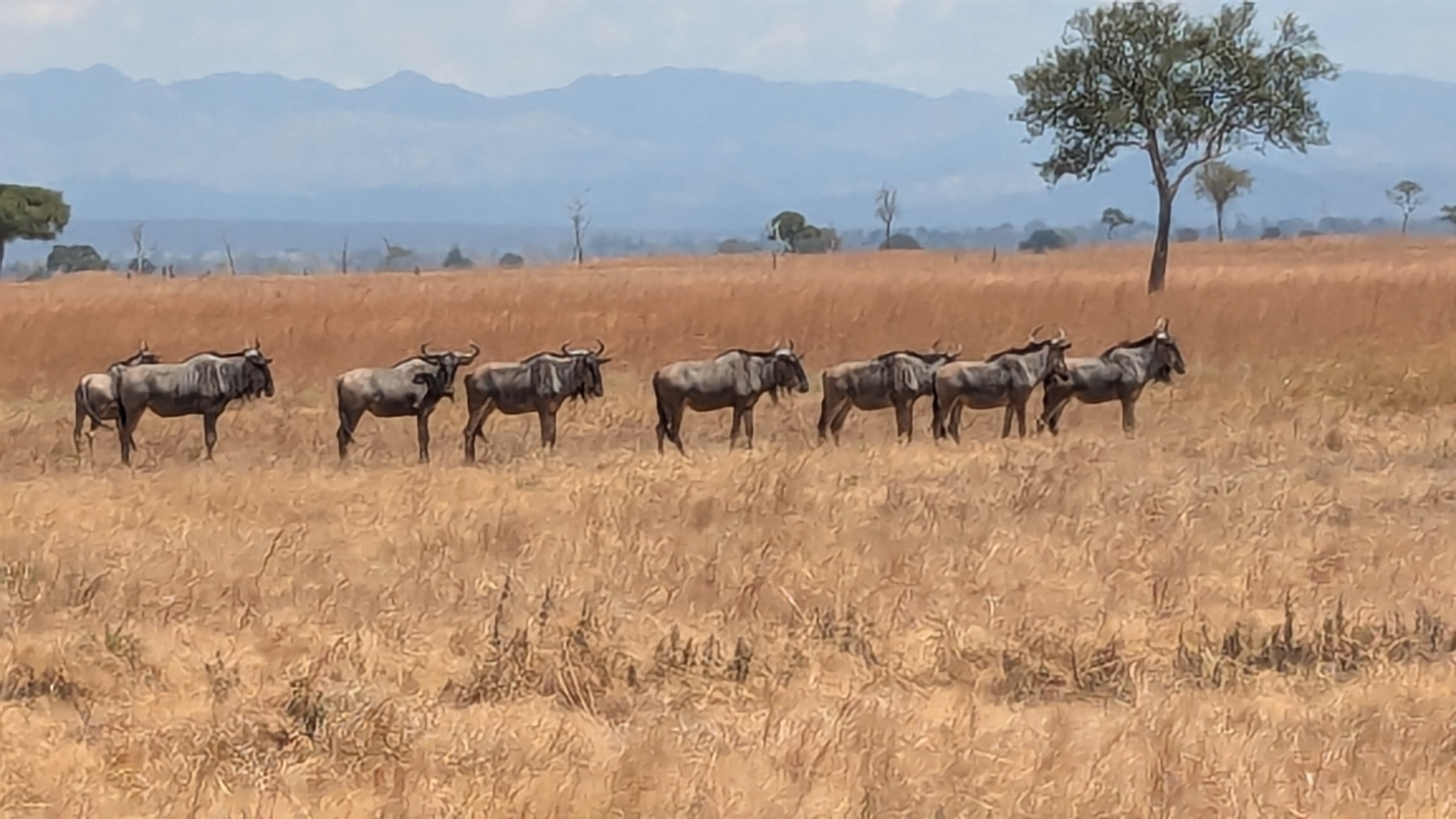 Wildlife encounter